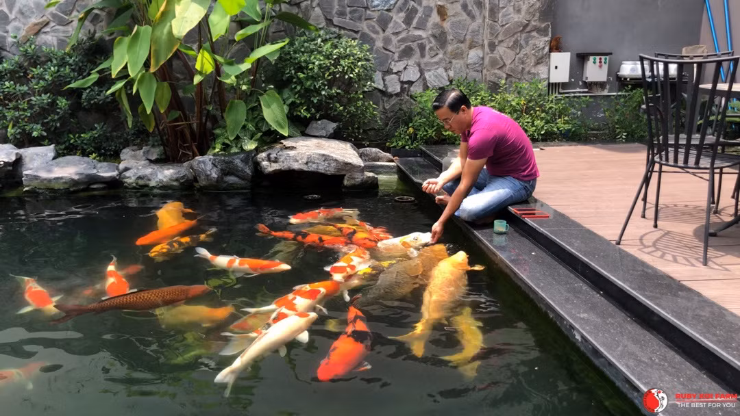 Với kinh phí đầu tư cơ sở vật chất gần 15 tỷ đồng, cùng số cá Koi trưng bày lên đến 30 tỷ đồng, Ruby Koi Farm của anh Thắng có nhiều loại cá Koi đa dạng với mức giá dao động từ vài triệu đến 200 triệu đồng. Ảnh: Rubykoifarm