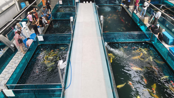 Năm 2014, cá Koi Kohaku dài 89cm, 5 năm tuổi đến từ câu lạc bộ cá Koi của anh Thắng vinh dự giành giải nhất “Giải vô địch cá Koi Malaysia” ở hạng mục size trên 80cm. Con cá này được định giá 40.000 USD vào thời điểm lúc bấy giờ. Ảnh: Vietnamnet