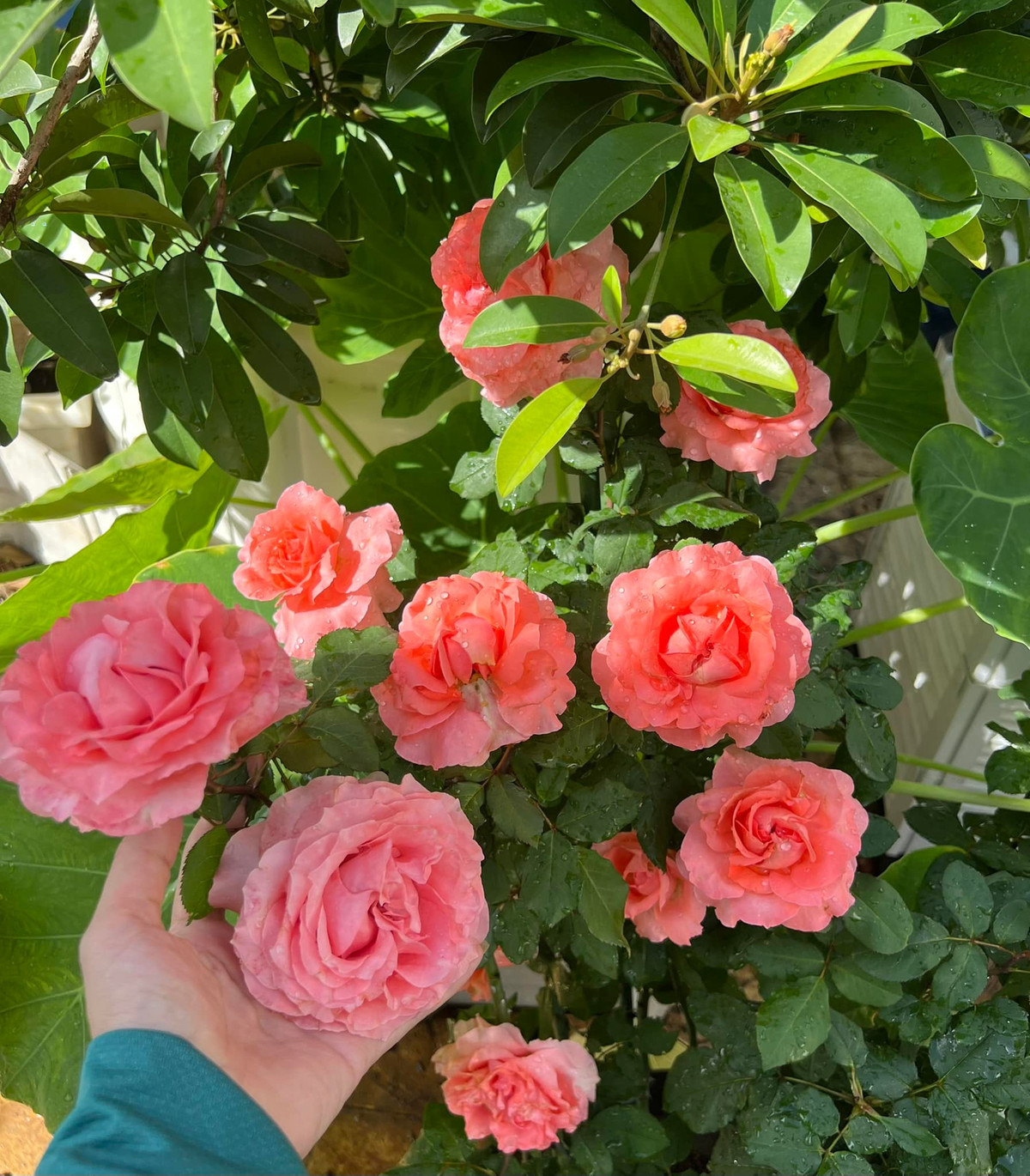 Không chỉ là một doanh nhân thành đạt, Dạ Thảo còn rất khéo léo và có niềm yêu thích với công việc làm vườn, đặc biệt là hoa hồng.