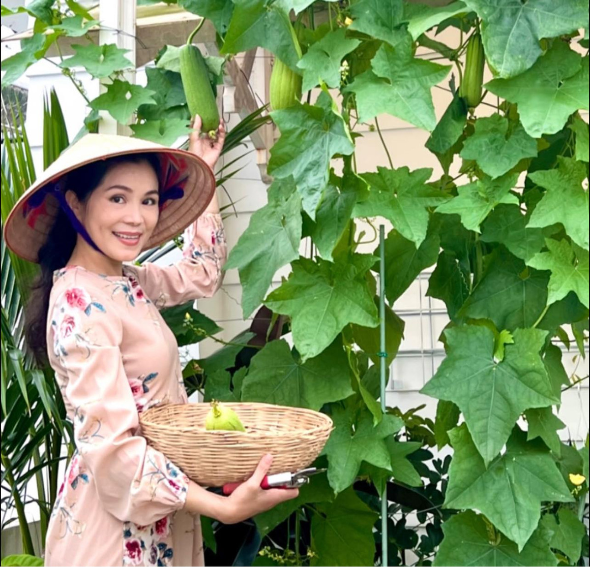 Trên trang cá nhân, Dạ Thảo đăng tải loạt hình ảnh cùng ông xã Quyền Linh thu hoạch nông sản, trái cây, khoe loạt ảnh gốc hồng đang ở thời điểm đẹp nhất.