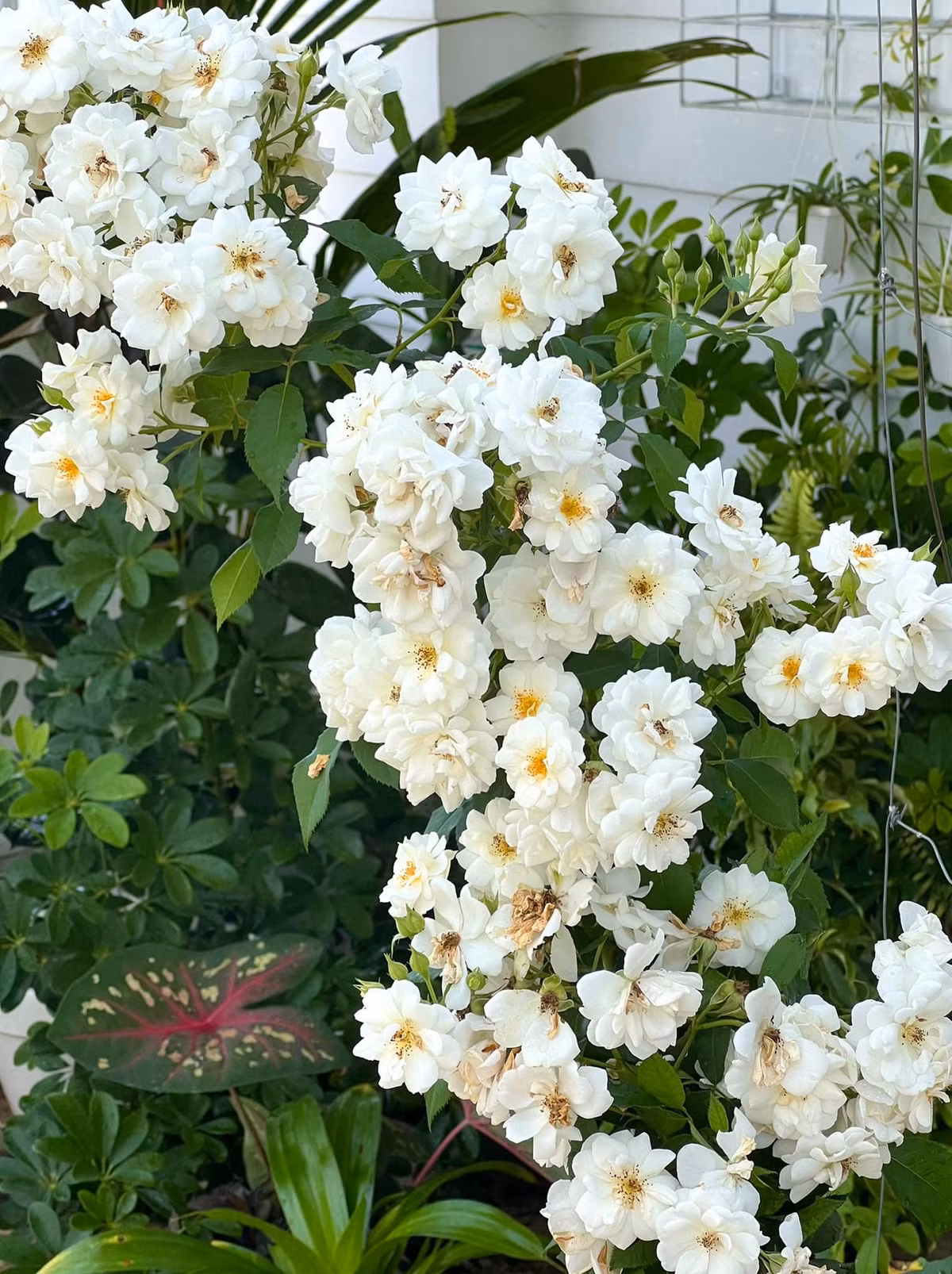 Ngoài hồng, khu vườn nhà MC Quyền Linh còn trồng nhiều loại cây cảnh khác.