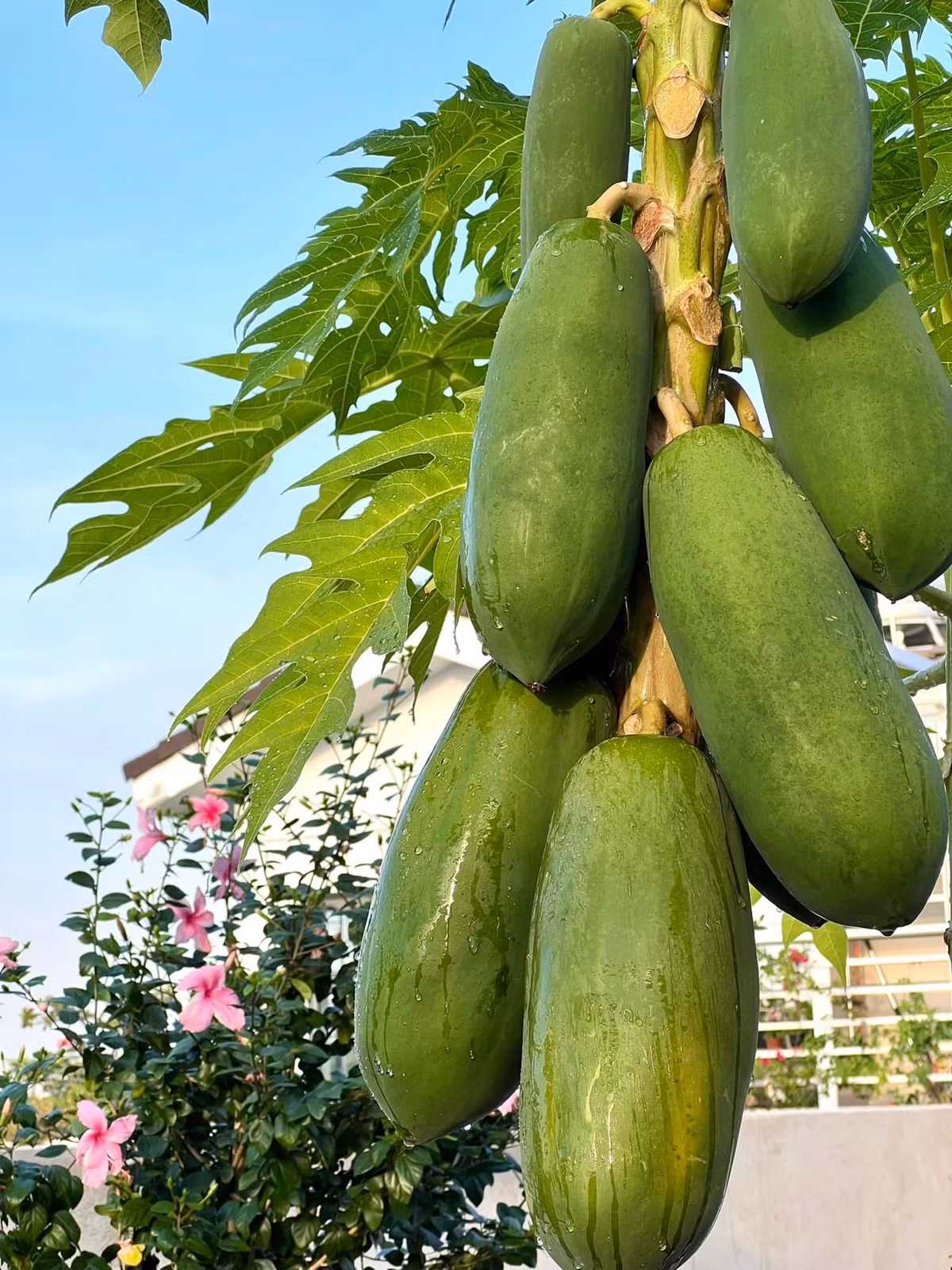 Cây ăn quả cũng không thiếu.