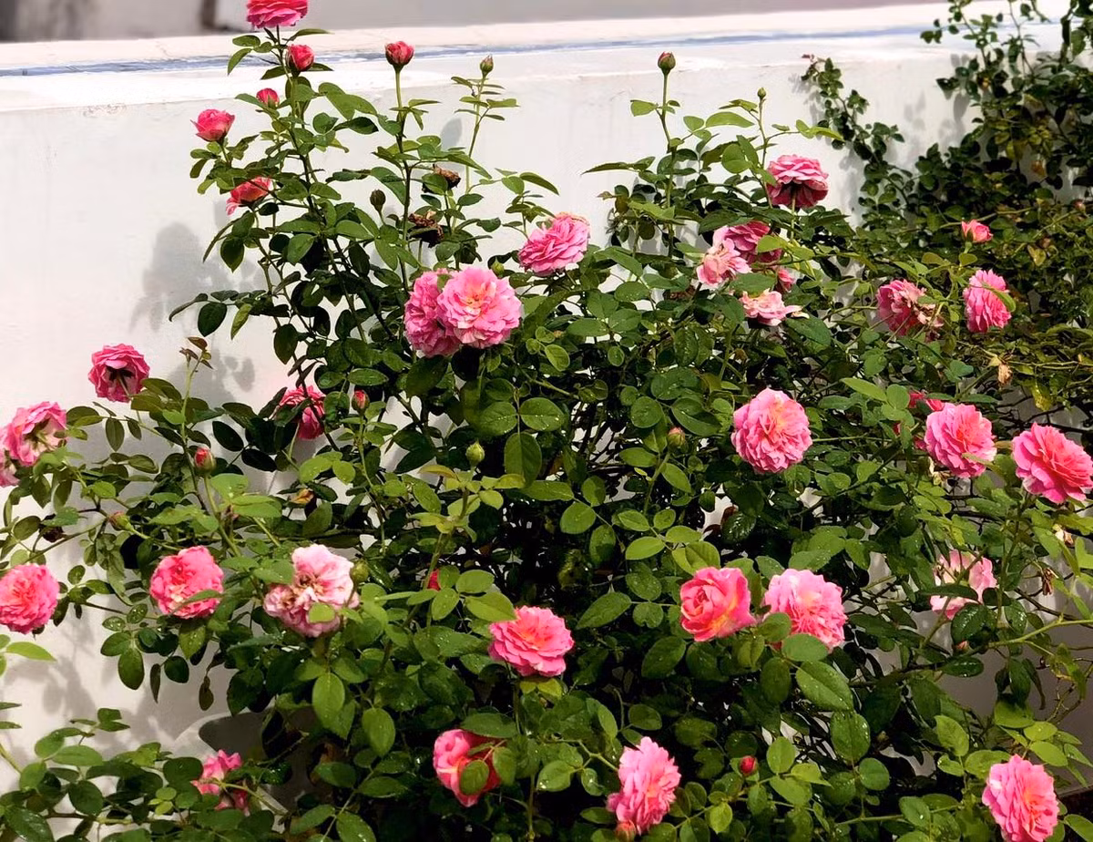 Những khóm hồng đang ở thời kỳ đẹp nhất.