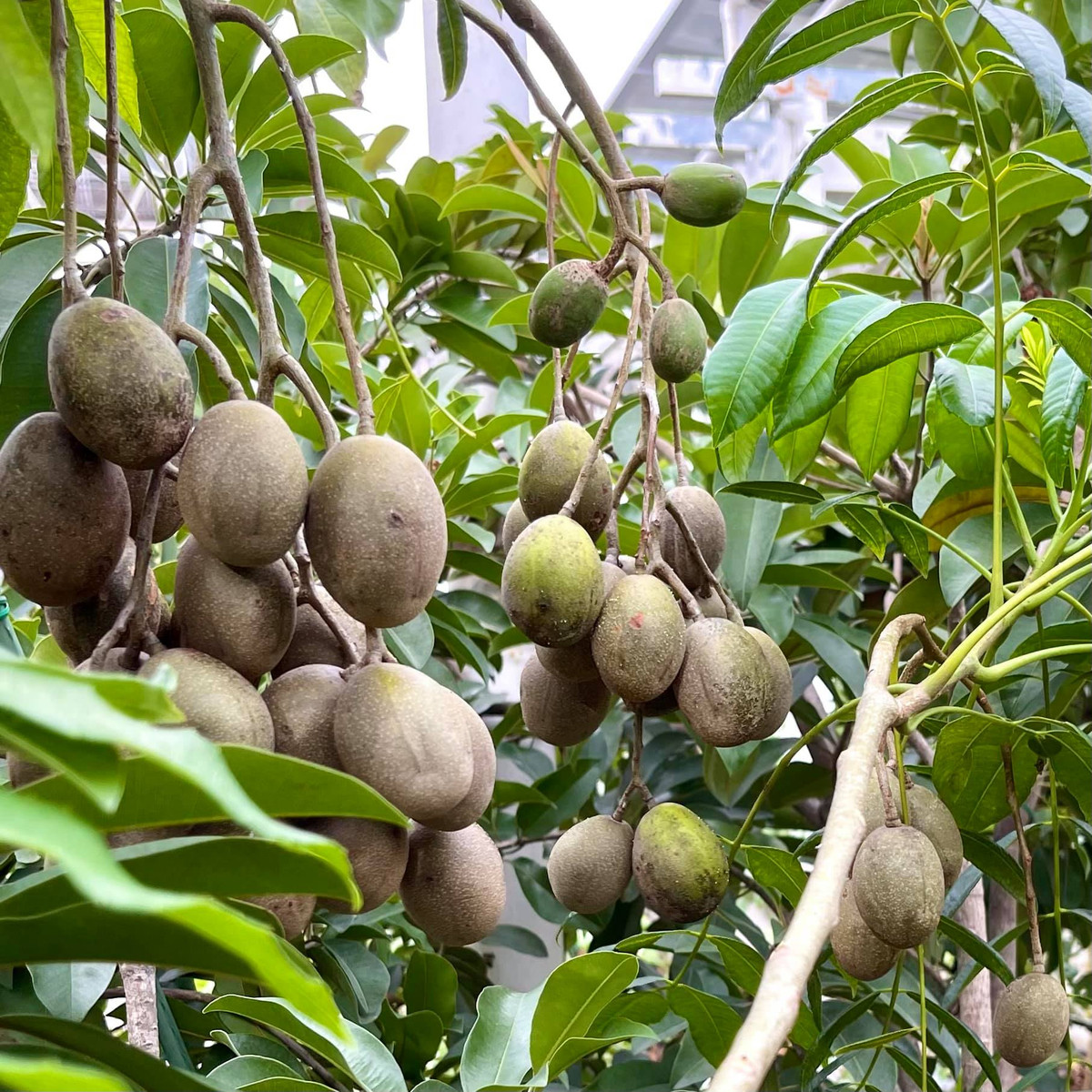 Cây cóc sai trĩu quả.