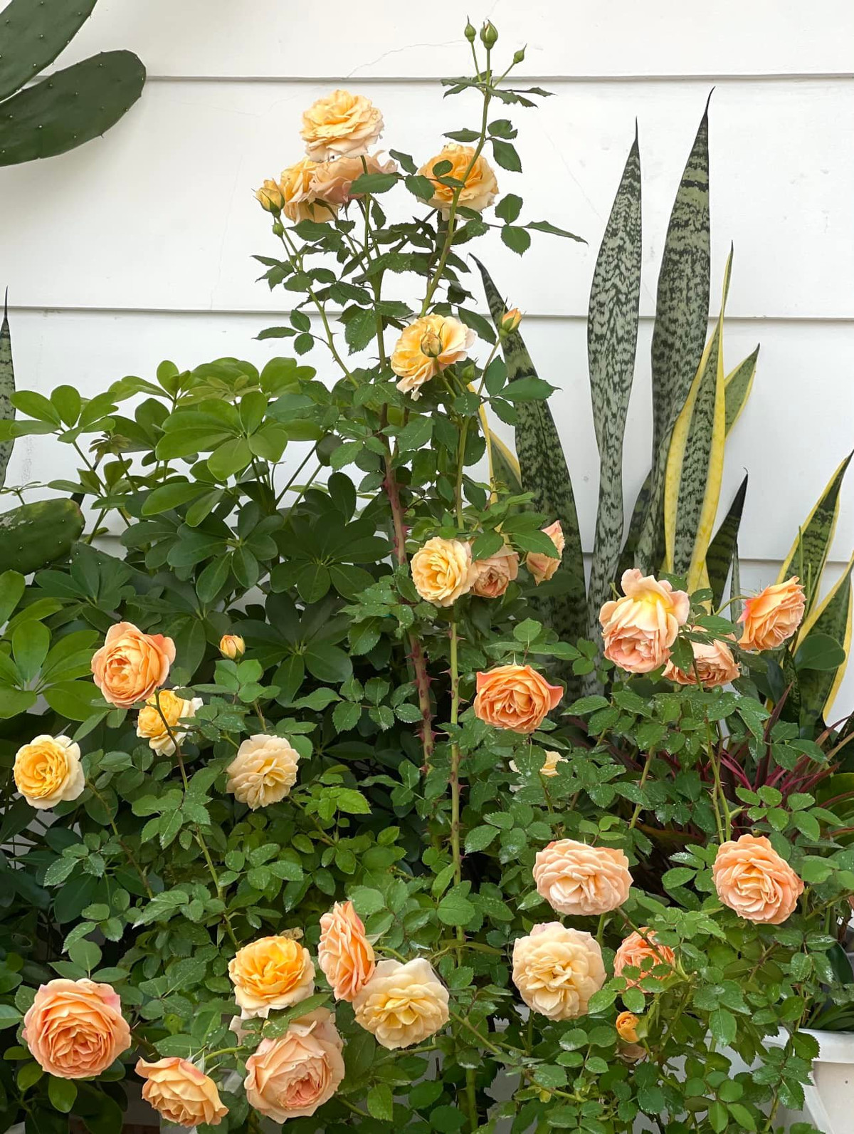 Bà xã Quyền Linh hào hứng chia sẻ: "Nhà mình đang cải tạo lại một vài không gian và hiện đang là giai đoạn "chạy nước rút" để kịp Tết..."