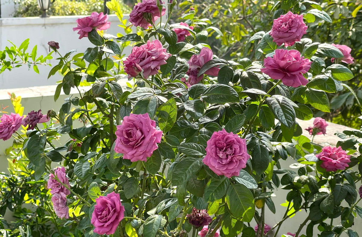 Bà xã Quyền Linh trồng nhiều giống hồng hiếm, khó chăm sóc như hoa hồng Robe A La Francaise - một giống hồng Nhật, hoa hồng Pomponella, hoa hồng Vinyardsong...