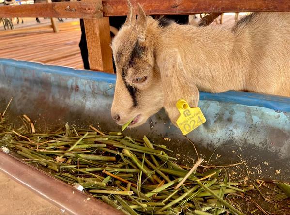 Khu chuồng trại được xây cao ráo, sạch sẽ, hạn chế tối đa tình trạng nhiễm bệnh ở dê nếu dính phải chất thải.