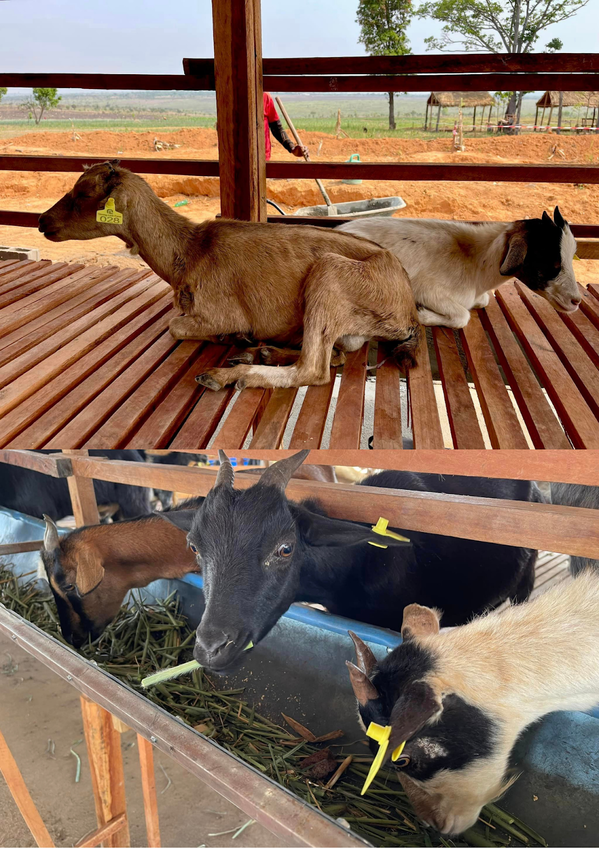 Các giống dê được lựa chọn kỹ, hợp với khí hậu châu Phi.