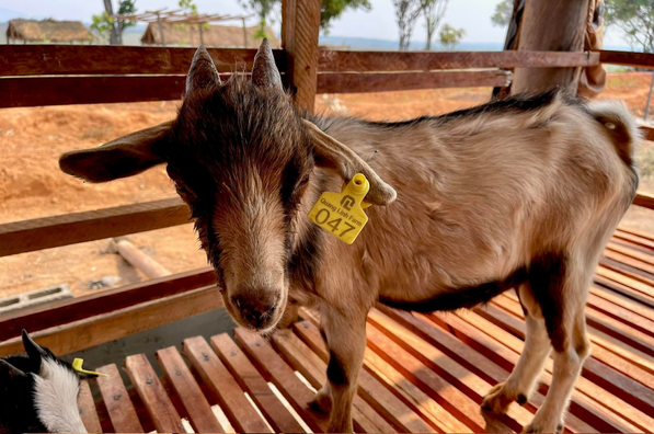Có thể thấy trang trại dê của Quang Linh Vlogs được đánh số cẩn thận và có ghi dòng chữ “Quang Linh Farm”. Ảnh: Quang Linh Vlogs