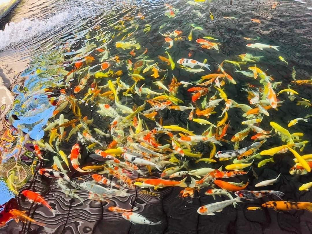 Trong khu vườn có hồ cá chép koi, rau hữu cơ, trại nuôi gà...