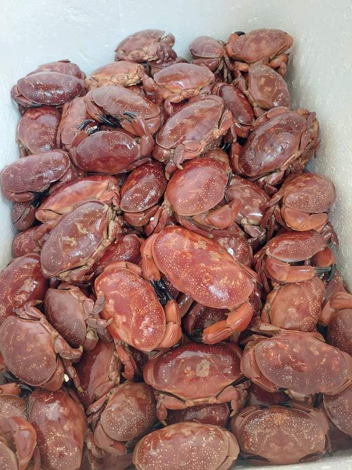 Thế nhưng, trong khi cua hoàng đế có giá lên tới hàng triệu đồng/kg thì cua cù kỳ lại được bán tại các cửa hàng hải sản với giá rẻ chỉ bằng 1/10. Ảnh: Facebook