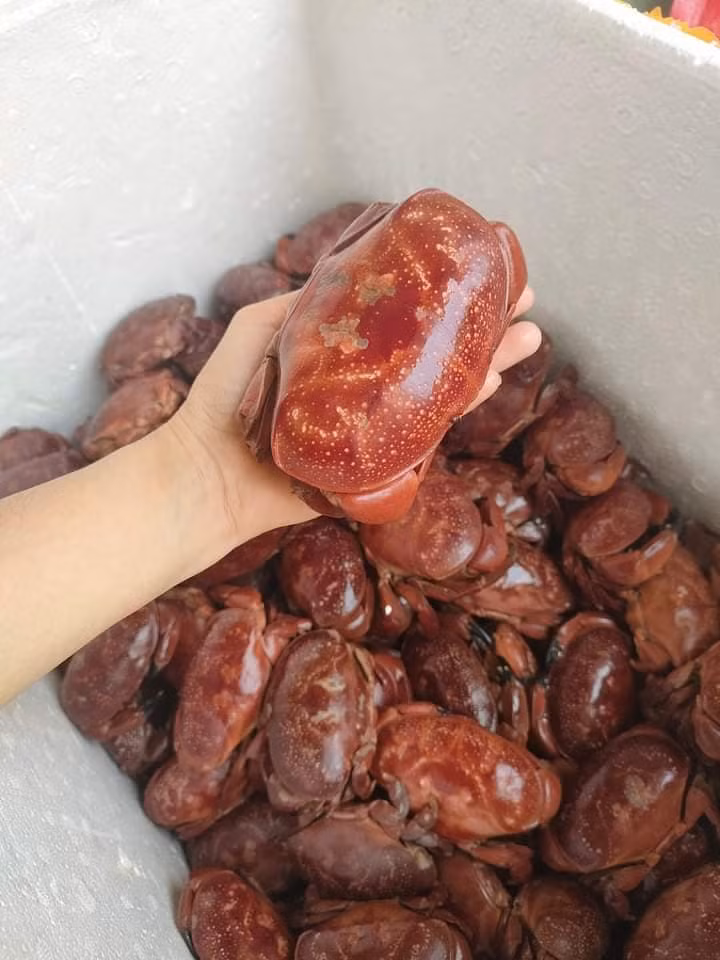 Dịp này, cù kỳ đang hút khách nên có ngày chị Hoa đổ buôn được cả tạ cù kỳ. Ảnh: Facebook