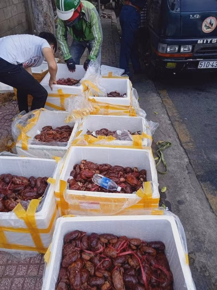 Ngoài bán theo con, một số cửa hàng rao bán cù kỳ đỏ với giá 120.000-150.000 đồng/kg. Ảnh: Facebook