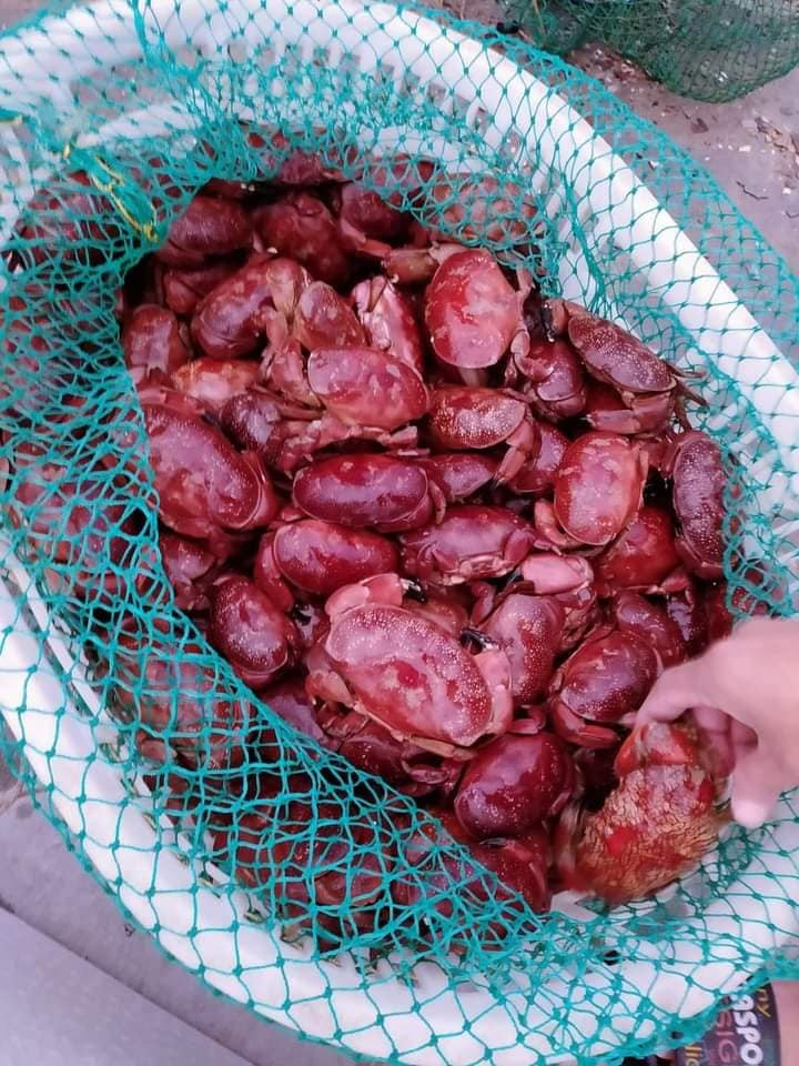 Cù kỳ đỏ còn được gọi là cua sấm, cua đá. Về hình dáng bên ngoài, cù kỳ đỏ tương tự cua nhưng có phần càng lớn hơn, phần thân lại nhỏ hơn. Ảnh: Dân Việt