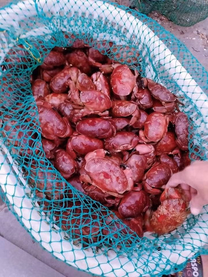 Cù kỳ đỏ còn được gọi là cua sấm, cua đá. Về hình dáng bên ngoài, cù kỳ đỏ tương tự cua nhưng có phần càng lớn hơn, phần thân lại nhỏ hơn. Ảnh: Dân Việt