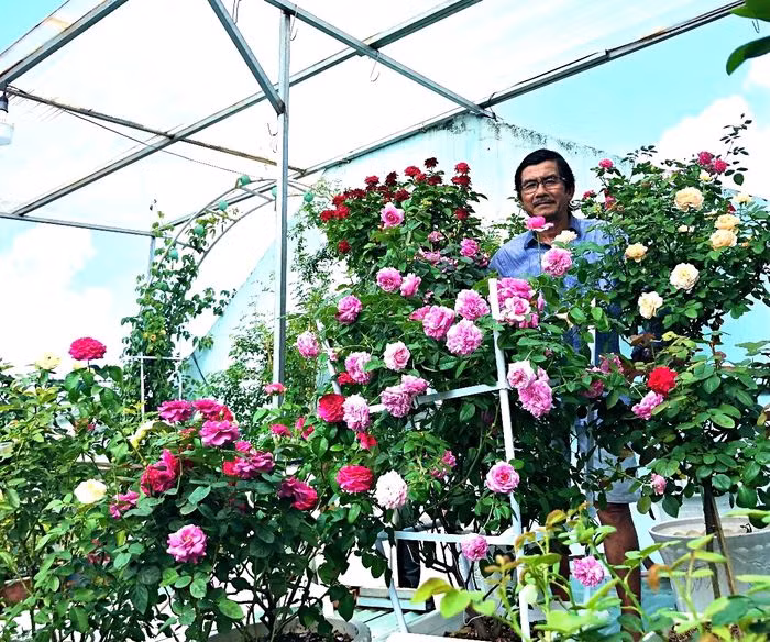 Một cành ra nhiều mầm, ông Long chỉ giữ lại 1-2 mầm to nhất để hoa được chất lượng và cây vẫn đủ dưỡng chất. Ảnh: Vietnamnet