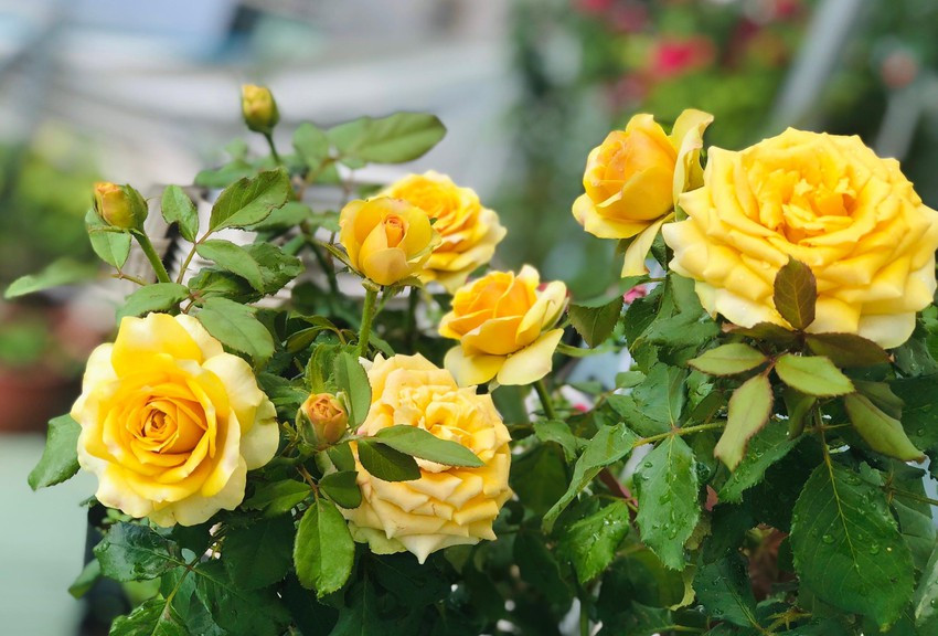 Số hoa còn lại, bà sử dụng làm tinh dầu, hãm trà uống, thậm chí pha vào nước ấm để tắm dưỡng thể...Ảnh: Plo