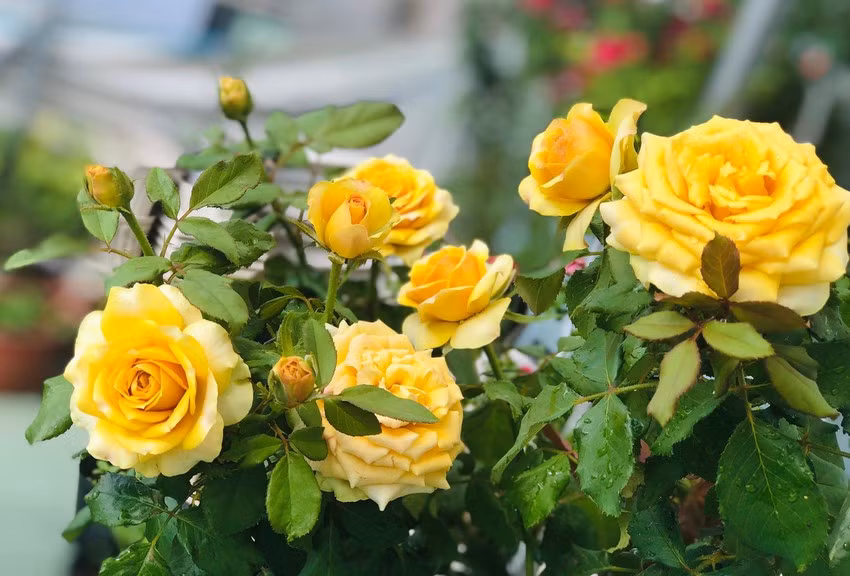 Số hoa còn lại, bà sử dụng làm tinh dầu, hãm trà uống, thậm chí pha vào nước ấm để tắm dưỡng thể...Ảnh: Plo