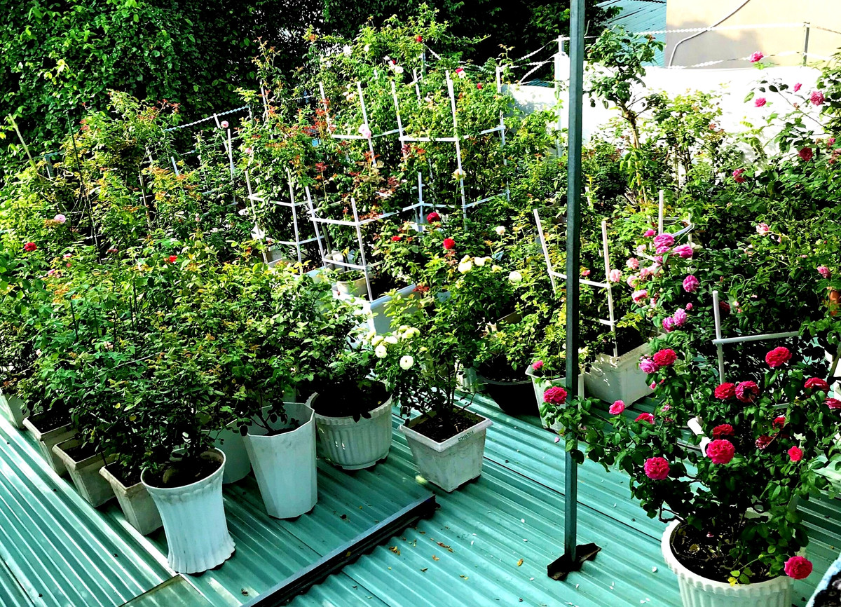 Ban đầu, ông Long trồng hoa ở hiên nhà. Nhưng do thiếu nắng, hoa hồng còi cọc, không đẹp, ông quyết định gia cố lại mái tôn trên căn nhà 42m2 và chuyển hơn 100 chậu hồng lên mái. Ảnh: Vietnamnet