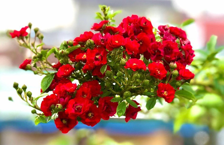 Để hồng luôn ra hoa to và cây luôn sinh trưởng tốt, ông thường tỉa bớt mầm hoa. Ảnh: Bestie