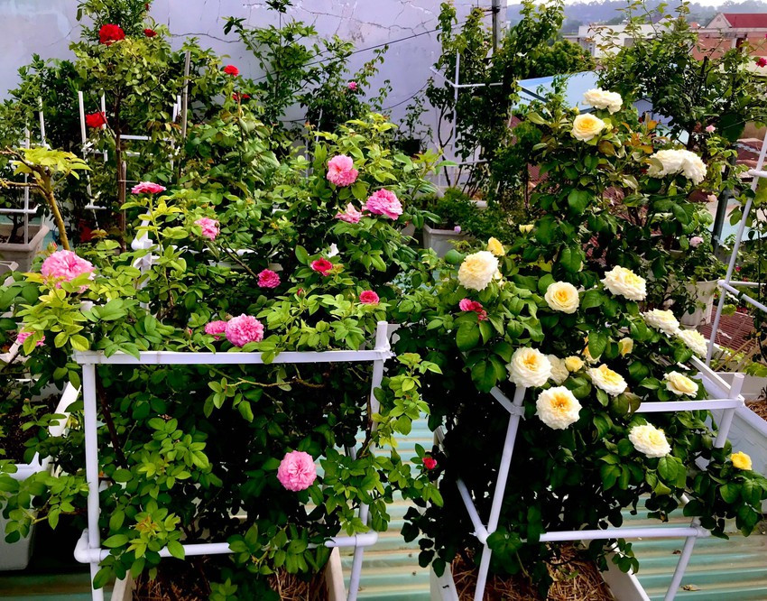 Nhiều người cho rằng mái tôn nóng sẽ khiến cây hồng dễ khô cháy. Tuy nhiên, sau khi thử nghiệm và học thêm cách chăm bón, ông nhận thấy cây ngày càng xanh tốt và cho hoa rực rỡ. Ảnh: Plo