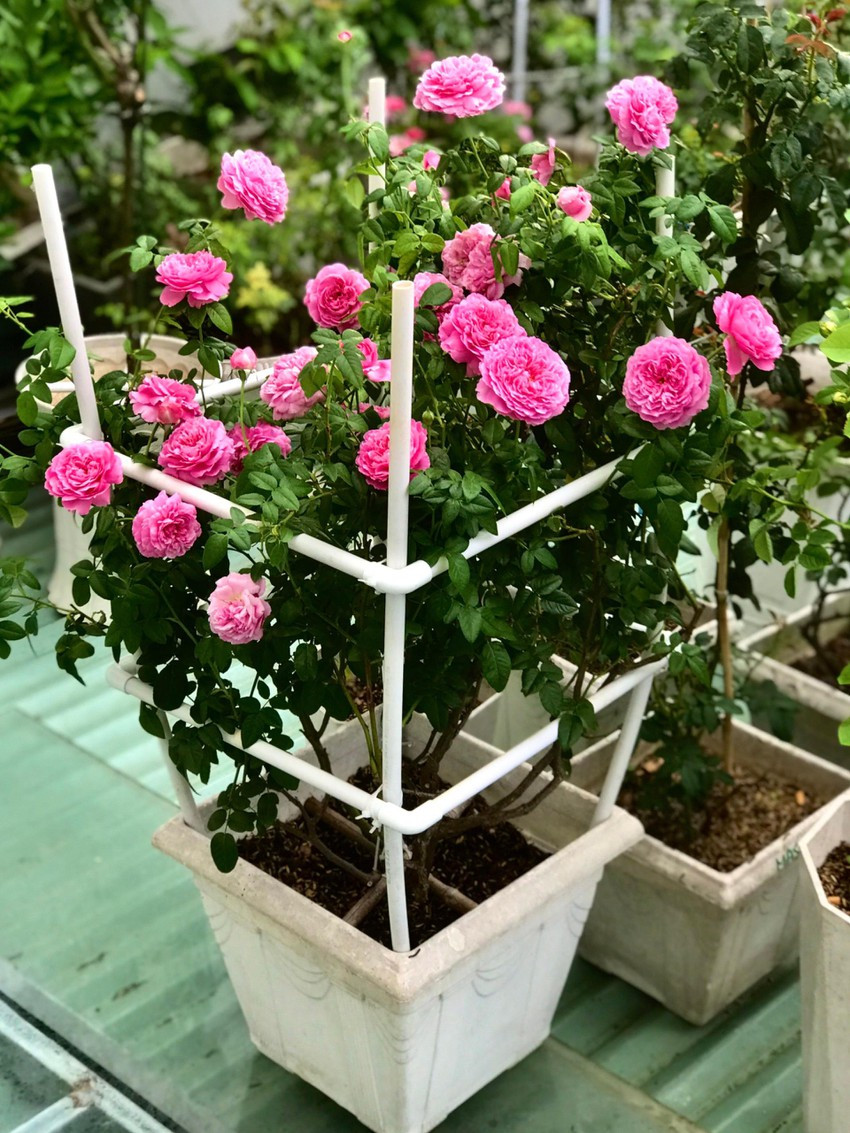 Đến nay, vườn hồng trên mái nhà của ông Long có tới 40 loại khác nhau. Ảnh: Dân trí