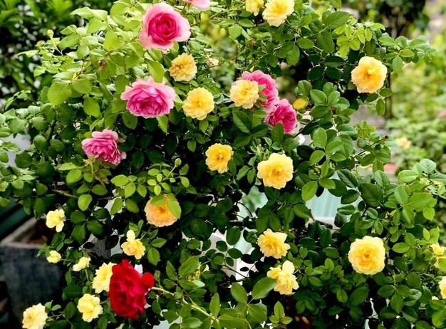 Để hoa không bị ánh nắng gay gắt làm hư hại, ông Long thiết kế mái che cho những chậu hồng. Ảnh: Vietnamnet