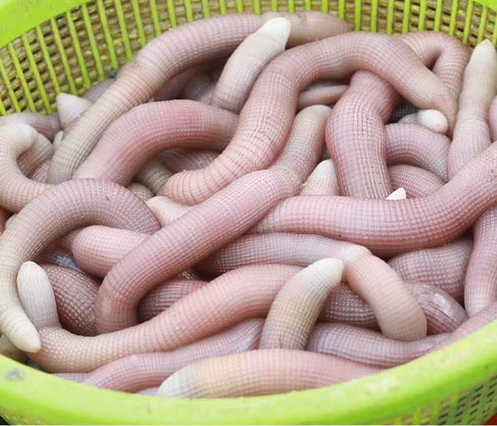 Mặc dù có vẻ ngoài kém hấp dẫn nhưng sá sùng lại được ví như "thần dược" cho phái mạnh, có giá trị dinh dưỡng cao. Ảnh: Vinpeal