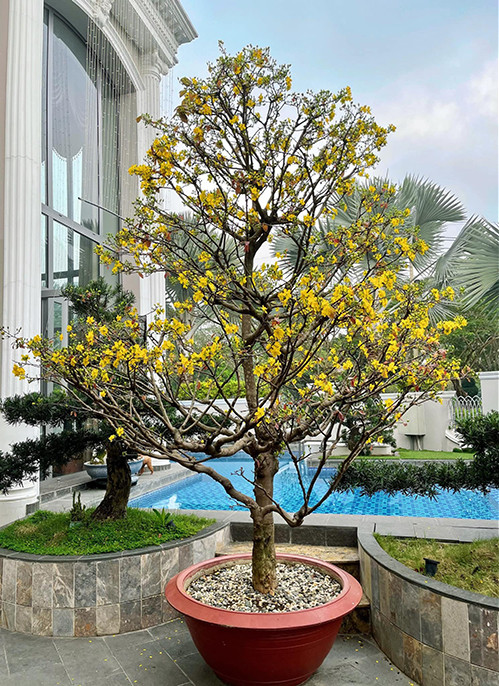 Dịp Tết Tân Sửu 2021, Bảo Thy không sử dụng quá nhiều đồ trang trí, thay vào đó là đặt các loại cây hoa khắp nhà từ mai, lan, tuyết mai..Ảnh: FBNV