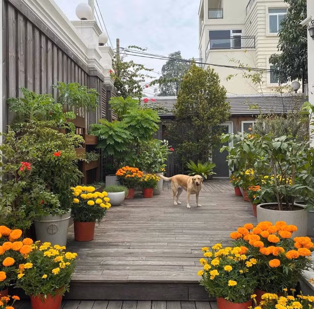 Trong khi đó, Tăng Thanh Hà chọn 1 loạt cúc vạn thọ vàng, cam để trang trí dọc lối đi bên ngoài biệt thự. Ảnh: FBNV