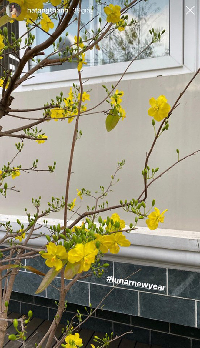 Ngoài cúc, mai vàng cũng khoe sắc trong biệt thự của Tăng Thanh Hà. Ảnh: FBNV