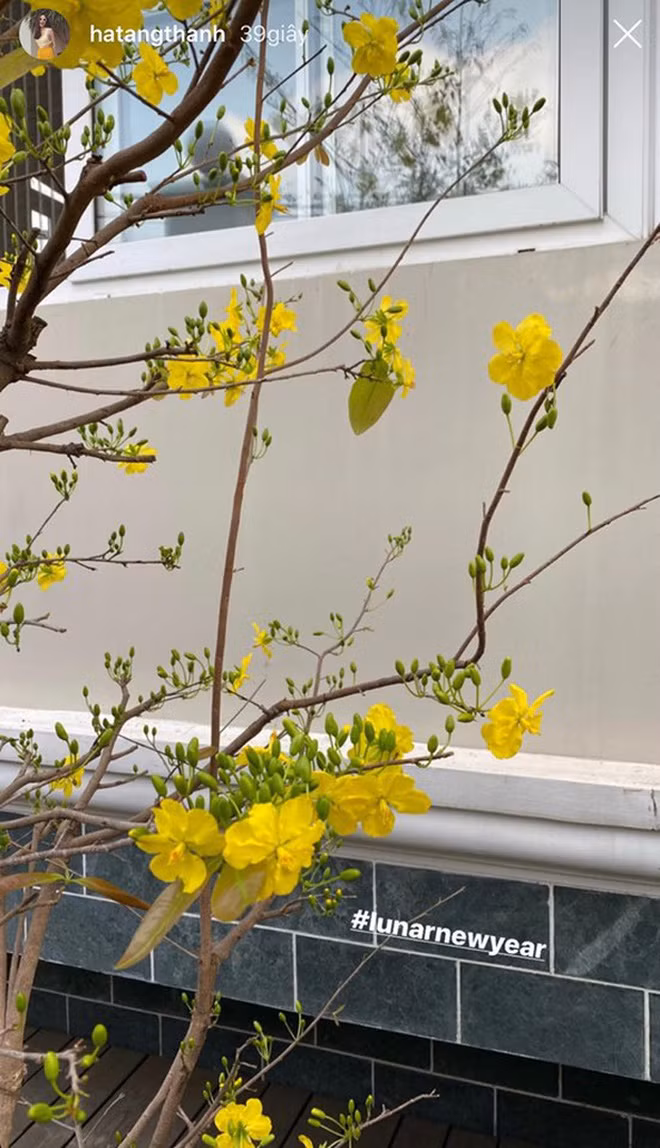 Ngoài cúc, mai vàng cũng khoe sắc trong biệt thự của Tăng Thanh Hà. Ảnh: FBNV