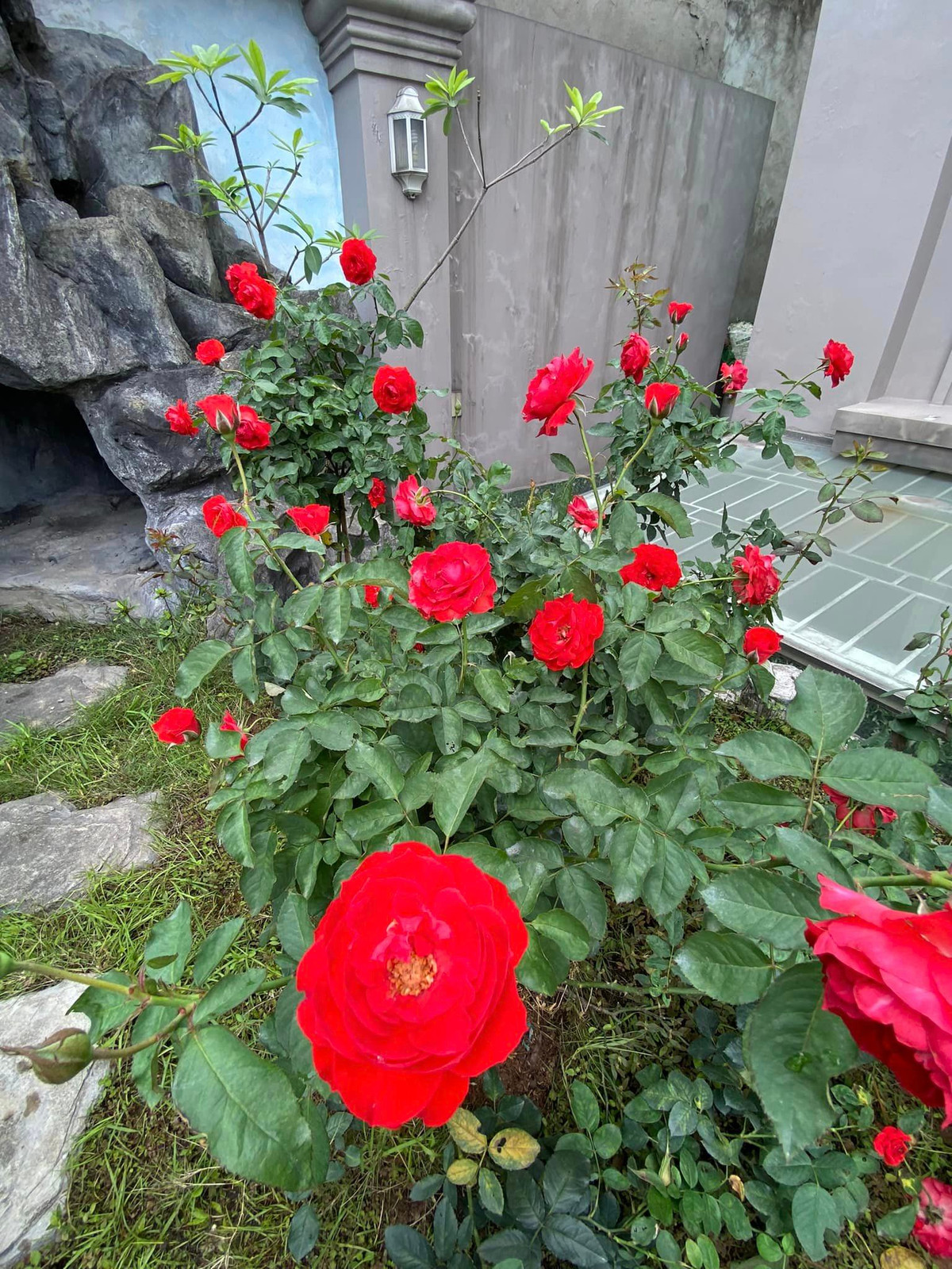 Vườn hồng trong biệt thự của Vy Oanh đang vào độ rực nhất.