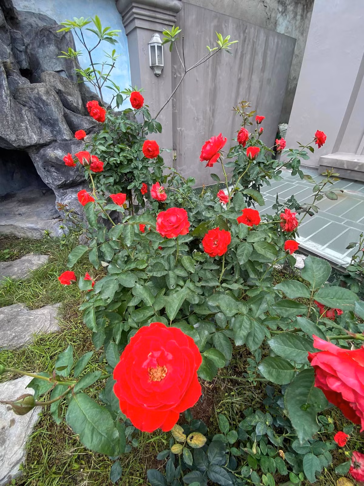 Vườn hồng trong biệt thự của Vy Oanh đang vào độ rực nhất.