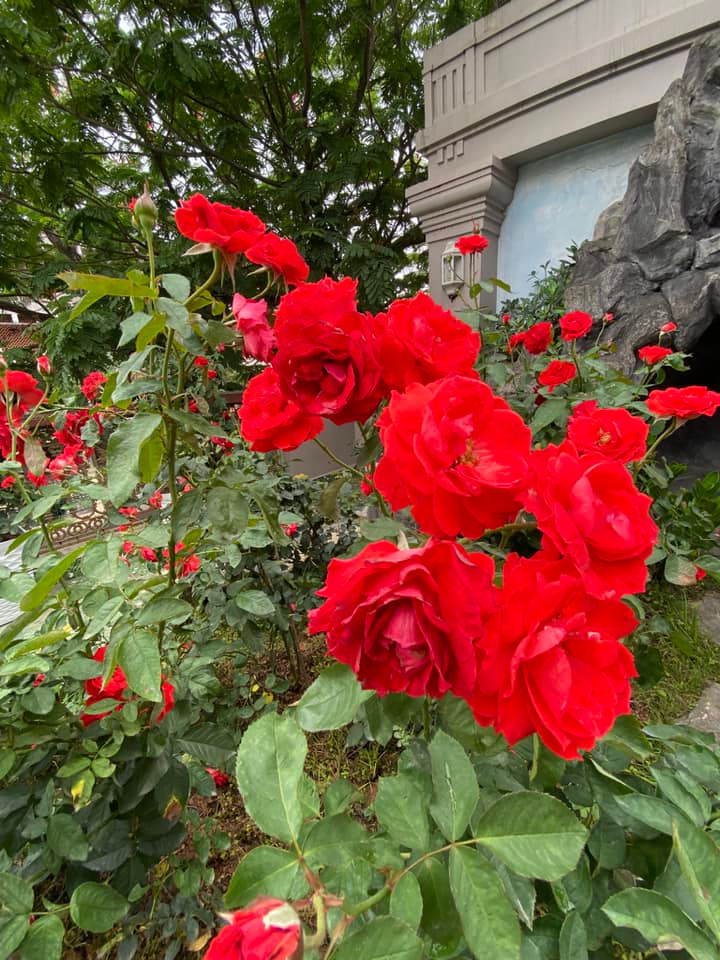 Trong khu vườn, Vy Oanh trồng nhiều giống hoa, đặc biệt là hoa hồng mà nữ ca sĩ yêu thích.