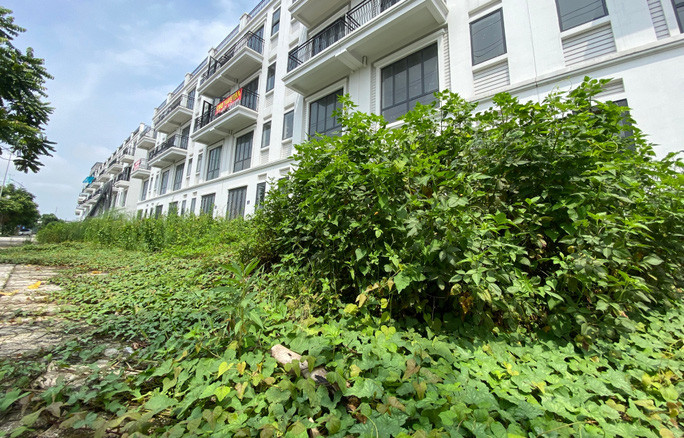 Cỏ dại mọc um tùm bao vây những căn biệt thự bỏ hoang đắt tiền ở Hà Nội. Ảnh: Người lao động