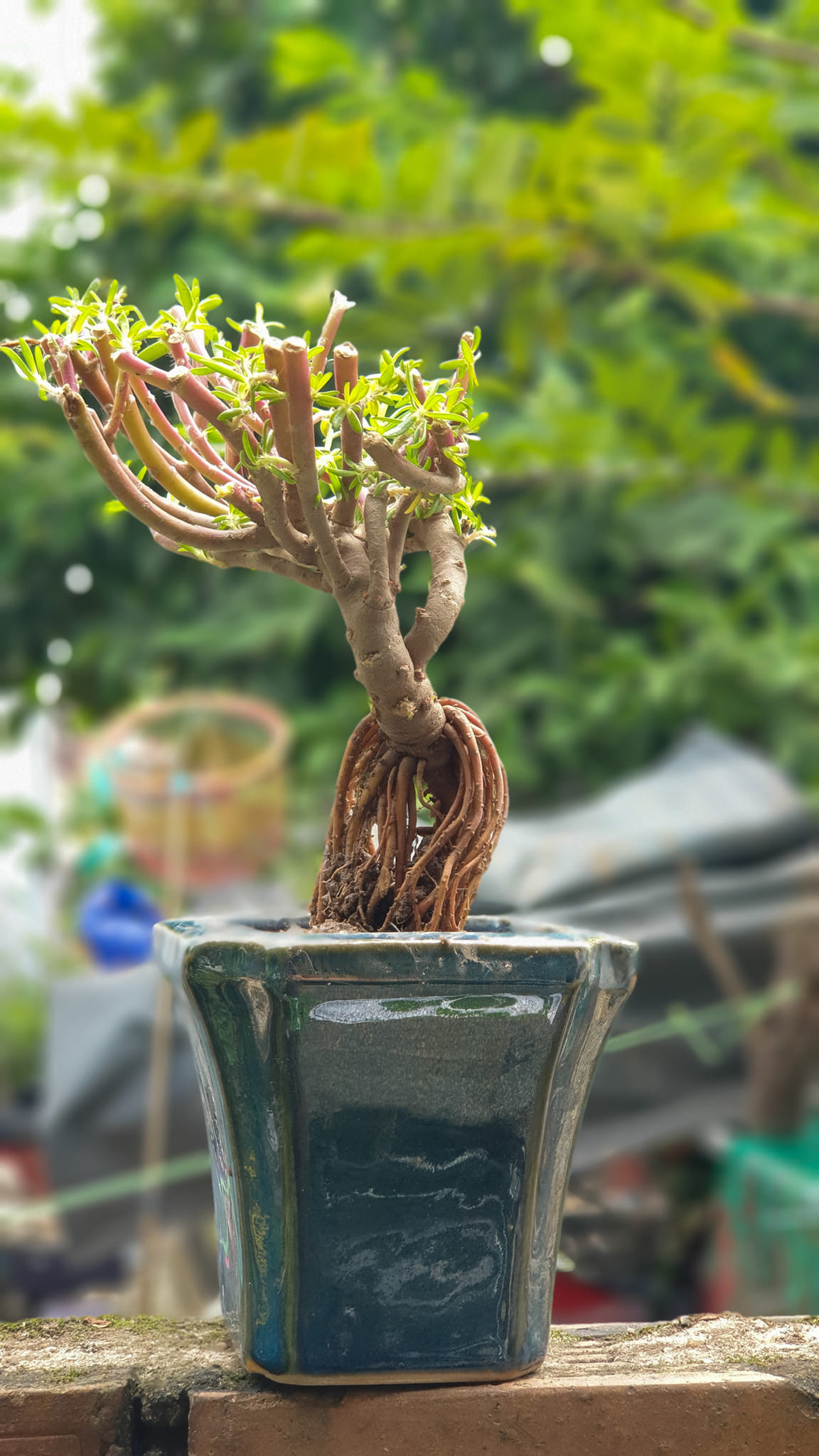 Thời gian gần đây, loại hoa mười giờ bonsai gốc to được đông đảo đông đảo giới chơi cây cảnh thích thú. Ảnh: Facebook