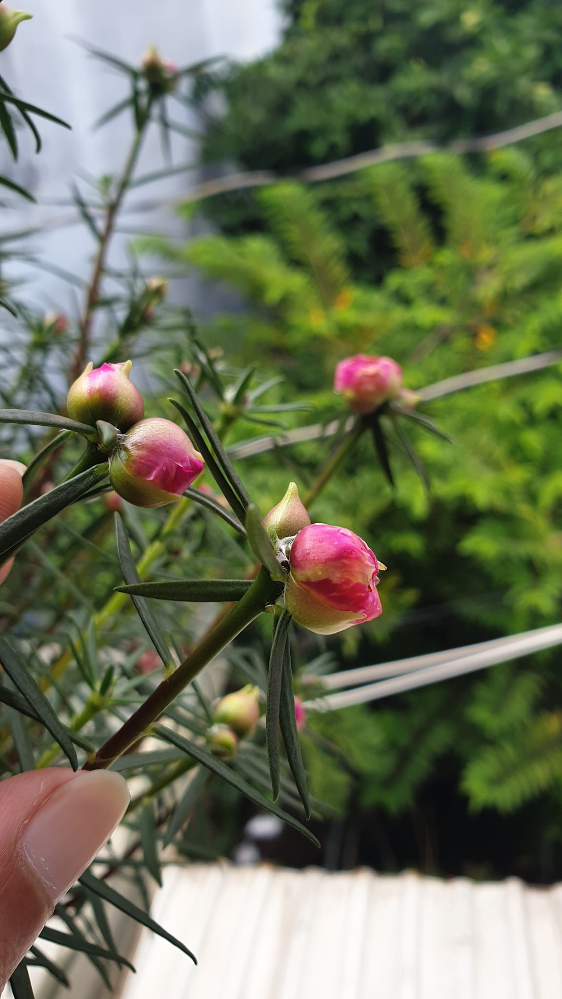 Người trồng chỉ cần chăm sóc 2 - 3 năm là gốc to, đẹp và có thể sống đến 6 - 7 năm. Ảnh: Facebook