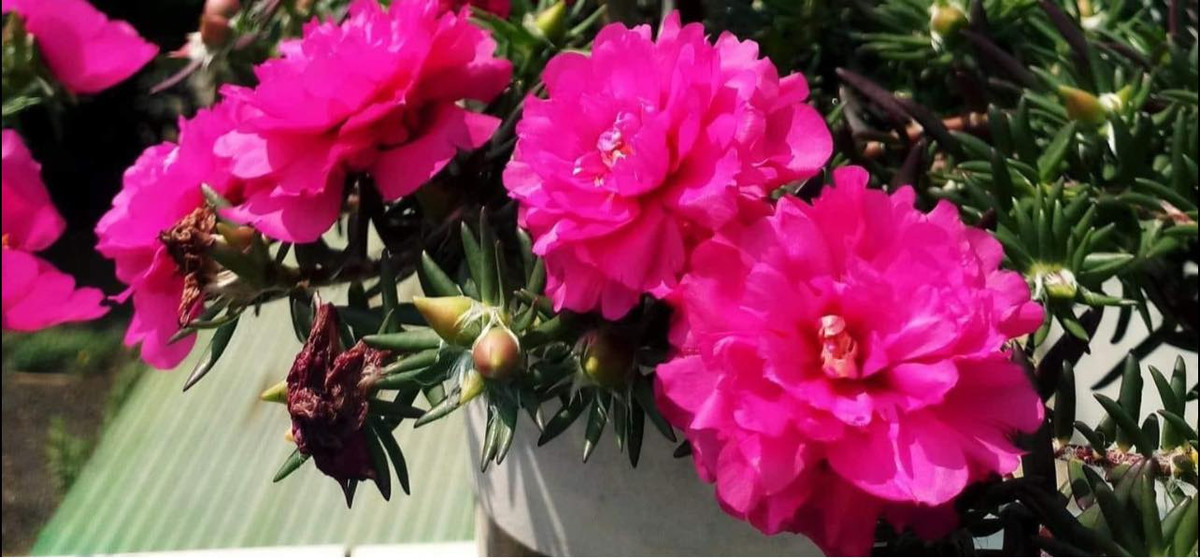 Đặc biệt, giống hoa mười giờ gốc to này có hoa nở đến tối. Cách chăm sóc cũng tương tự như hoa mười giờ thông thường. Ảnh: Facebook