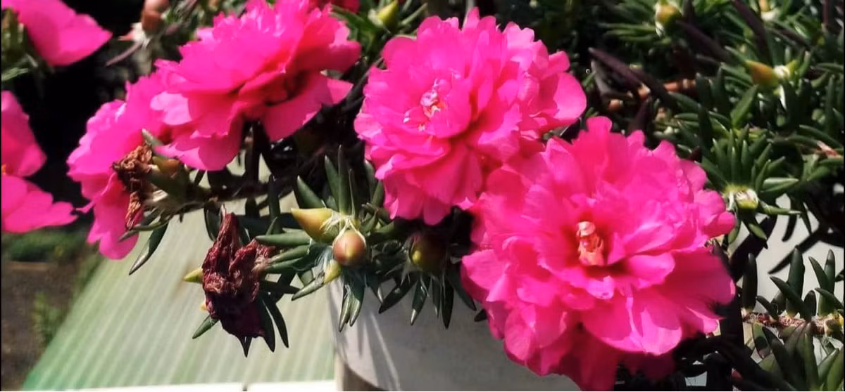 Đặc biệt, giống hoa mười giờ gốc to này có hoa nở đến tối. Cách chăm sóc cũng tương tự như hoa mười giờ thông thường. Ảnh: Facebook