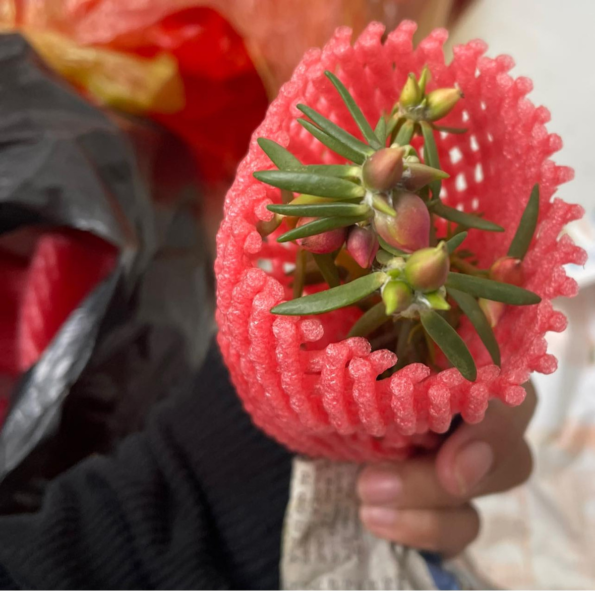 Trong khi đó, chị Mỹ Nguyễn (người bán hoa mười giờ bonsai) khẳng định là cây hoa mười giờ nguyên bản, không phải cây ghép. Ảnh: Facebook