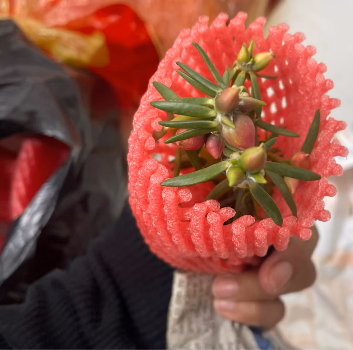 Trong khi đó, chị Mỹ Nguyễn (người bán hoa mười giờ bonsai) khẳng định là cây hoa mười giờ nguyên bản, không phải cây ghép. Ảnh: Facebook