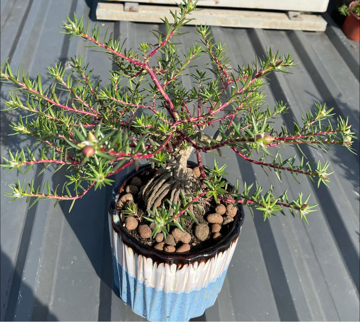 Anh Giang (Hà Nội) cho biết, lần đầu tiên nhìn loại hoa mười giờ bonsai gốc to như thế này nên mua thử về trồng xem sao. Ảnh: Facebook