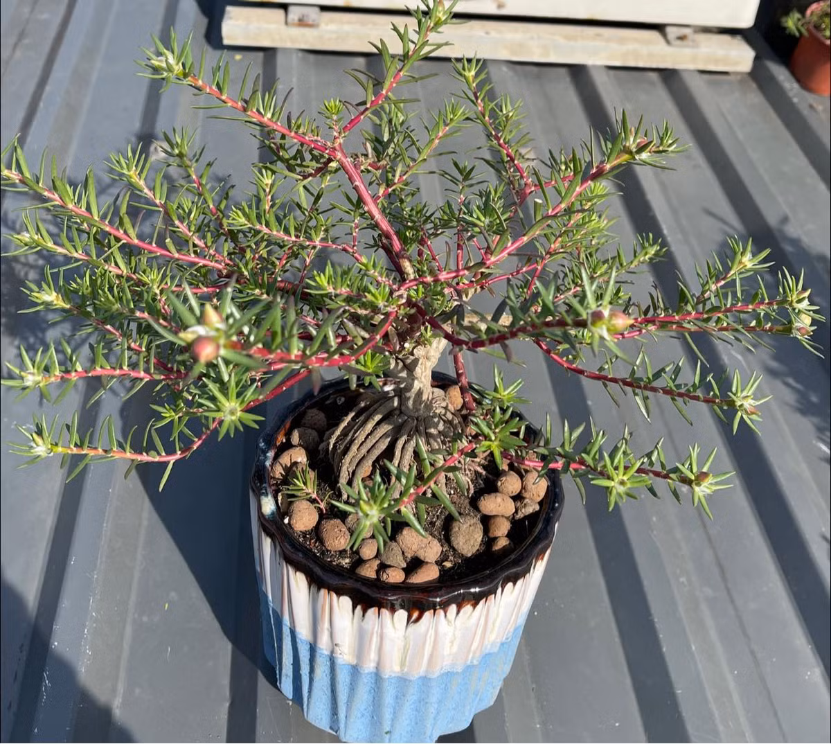 Anh Giang (Hà Nội) cho biết, lần đầu tiên nhìn loại hoa mười giờ bonsai gốc to như thế này nên mua thử về trồng xem sao. Ảnh: Facebook