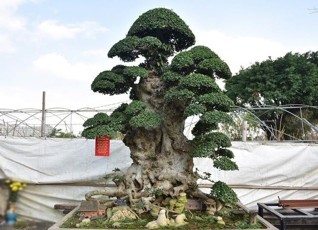 Tuy nhiên, để có thể sở hữu được cây duối này, ông đã phải kiên trì, cõng 2 bao tải tiền nặng trĩu trên vai trị giá 320 triệu đồng đến nhà chủ cây báo danh 2 năm. Ảnh: Dân trí