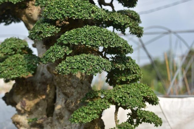 Cây duối cao khoảng hơn 2 mét, đường kính thân là 1m, hội tụ đủ các yếu tổ của cây cảnh đẹp như: “cổ, kỳ, mỹ, văn”. Phía trên ngọn cây xòe ra giống như hai bàn tay che chở cho các con. Ảnh: Dân trí