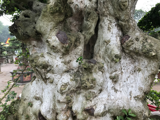 Quá cảm động với tấm chân tình, chủ cây không những trao truyền lại báu vật còn tặng ông quyển sách ghi lại phương thức tạo dáng cây. Ảnh: Bestie