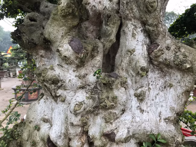 Quá cảm động với tấm chân tình, chủ cây không những trao truyền lại báu vật còn tặng ông quyển sách ghi lại phương thức tạo dáng cây. Ảnh: Bestie