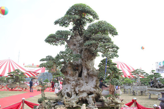 Theo người dân vùng đó, cây duối cổ có tuổi đời rất cao, có thể lên đến hàng trăm năm tuổi. Ảnh: Dân Việt