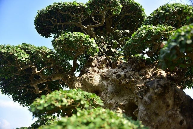 Theo ông Hòa, cây duối này trước kia mọc ở bờ ao của một làng ở tỉnh Bắc Giang. Khi tỉnh mở rộng khu đài tưởng niệm, cây này được bán cho dân. Sau khi biết được, ông Hòa đã lên tận nơi mua về. Ảnh: Dân trí